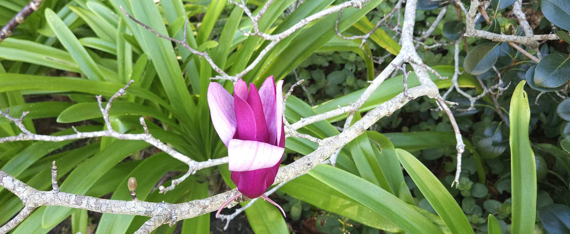Luxury self-catering garden cottages Knysna